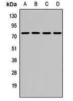 KLHL9 Rabbit Polyclonal Antibody