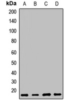 MAGP1 Rabbit Polyclonal Antibody