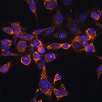 Septin 4 Antibody