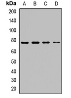 XPNPEP2 Rabbit Polyclonal Antibody