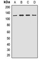 EIF3B Antibody