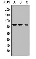 EIF2B5 Rabbit Polyclonal Antibody
