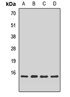 Snapin Rabbit Polyclonal Antibody
