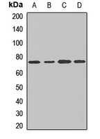 COG6 Rabbit Polyclonal Antibody