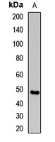 STRAD alpha Rabbit Polyclonal Antibody