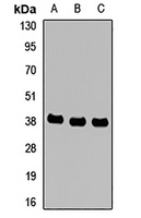 MTHFD2 Antibody