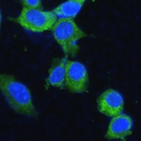 MTHFD2 Antibody