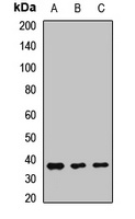 Embigin Rabbit Polyclonal Antibody