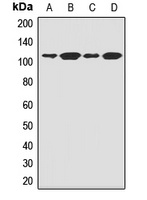 CD307c Rabbit Polyclonal Antibody