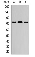 CD307c Rabbit Polyclonal Antibody