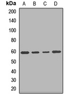 PDE1A Rabbit Polyclonal Antibody