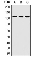 PEX6 Antibody