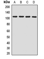 Beta-COP Rabbit Polyclonal Antibody