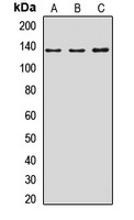 NOMO1 Rabbit Polyclonal Antibody