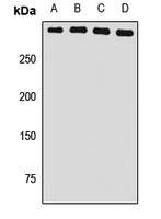 USP24 Rabbit Polyclonal Antibody