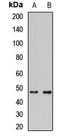 SEC14L2 Antibody