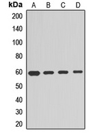 cGAS Rabbit Polyclonal Antibody