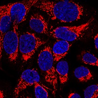 OCIAD1 Rabbit Polyclonal Antibody