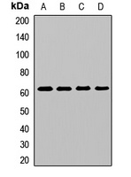 GlyT2 Antibody