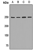 MYH10 Antibody