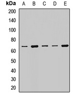 WDR1 Rabbit Polyclonal Antibody