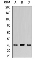 FUCA2 Rabbit Polyclonal Antibody