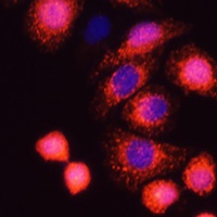 H-Ras Antibody