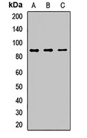 CD138 Antibody