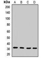 PLSCR3 Rabbit Polyclonal Antibody
