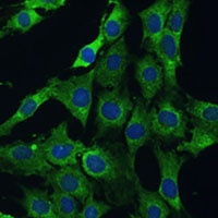 PLSCR3 Rabbit Polyclonal Antibody
