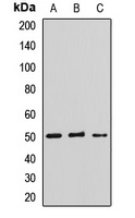 LHX9 Rabbit Polyclonal Antibody