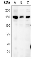 CD11a Antibody