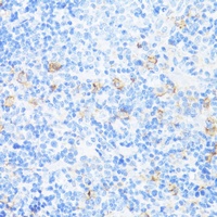 CD11a Antibody