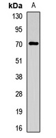 CHRNA4 Rabbit Polyclonal Antibody