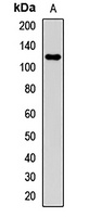 CD162 Antibody