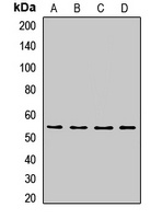 CDC45 Rabbit Polyclonal Antibody