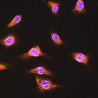 ALIX Rabbit Polyclonal Antibody