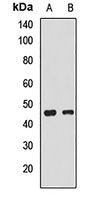 EGLN2 Rabbit Polyclonal Antibody
