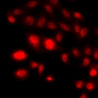 Histone H3 (DiMethyl-K79) Antibody