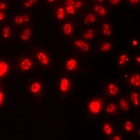 Histone H3 (DiMethyl-K79) Antibody