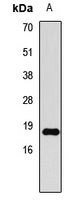 HIST3H3 Antibody