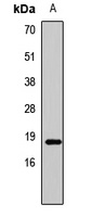 HIST3H3 Antibody