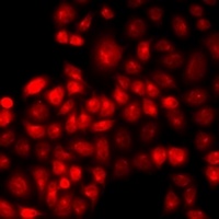 IRF2 Rabbit Polyclonal Antibody