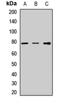TGFBI Antibody