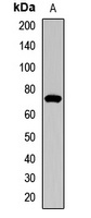 CD218a Rabbit Polyclonal Antibody