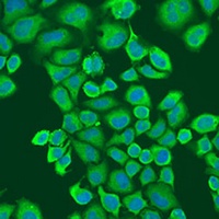IGF2BP2 Antibody