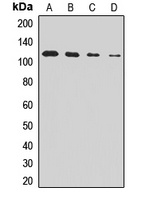 PIKE Rabbit Polyclonal Antibody