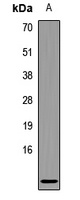 CCL3L1 Antibody