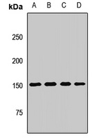 Neurofascin Rabbit Polyclonal Antibody