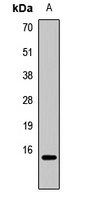 Histone H3 (MonoMethyl-R26) Antibody